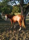 Hongre pp Quarter Horse 