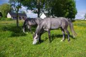 Ponette Connemara PP - 5 ans - 1m48 - Mental en or