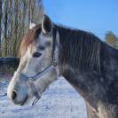 Ponette Connemara PP - 5 ans - 1m48 - Mental en or