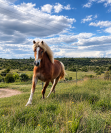 poney hongre Haflinger PP