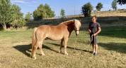 poney hongre Haflinger PP