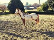 Stallone Paint Horse 2016