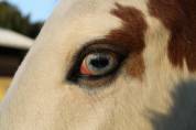 Stallone Paint Horse 2016