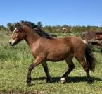 Nalta&iuml; Poney hongre  