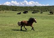 Nalta&iuml; Poney hongre  