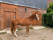 Hongre 4ans x Marius Claudius x Le tot de semilly 