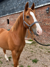 Hongre 4ans x Marius Claudius x Le tot de semilly 