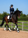 Hongre - CDE - 4 ans - Dressage - France