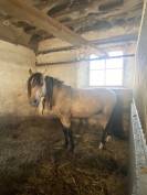 Direct elevage, Poney aBCD  3,4 et 5ans ans