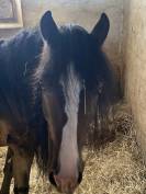 Direct elevage, Poney aBCD  3,4 et 5ans ans