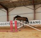 Jument SF de 3 ans 