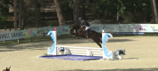 Superbe jument SF 4 ans CSO/CCE/Hunter avec top origine