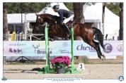 Superbe jument SF 4 ans CSO/CCE/Hunter avec top origine