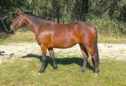 Poneys &agrave; vendre ou confier