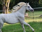 Poneys &agrave; vendre ou confier