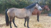 Poneys &agrave; vendre ou confier