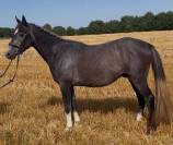 Poneys &agrave; vendre ou confier