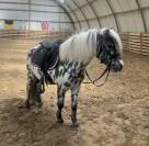 Shetland appaloosa 