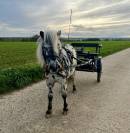 Shetland appaloosa 