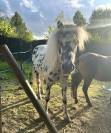 Shetland appaloosa 
