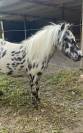 Shetland appaloosa 