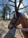 My Dream de Feinn H 4 ans D gros moyens CSO a vendre 91