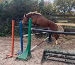 My Dream de Feinn H 4 ans D gros moyens CSO a vendre 91