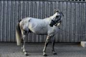 Cheval &agrave; vendre Hongre 10 ans 1m75