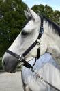Cheval &agrave; vendre Hongre 10 ans 1m75