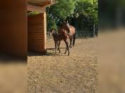 8 years old broodmare for sale