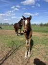 8 years old broodmare for sale