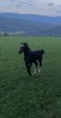 Poulain FM &agrave; vendre