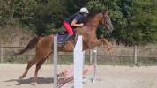 Hongre 4 ans Polyvalent 170 