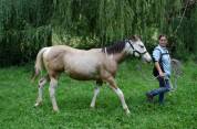 Pouliche paint horse homozygote tobiano 
