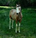 Pouliche paint horse homozygote tobiano 
