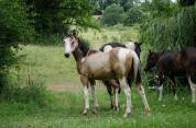 Pouliche paint horse homozygote tobiano 