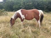 Pouliche paint horse homozygote tobiano 