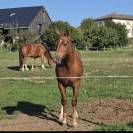 Poulain franche montagne 