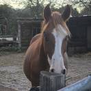 Quarter horse Hongre