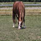 Quarter horse Hongre