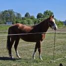 Quarter horse Hongre