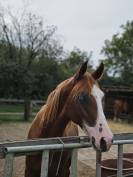 Quarter horse Hongre