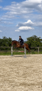 Cheval de loisir polyvalent &agrave; vendre 