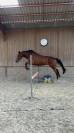 Cheval de loisir polyvalent &agrave; vendre 