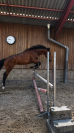 Cheval de loisir polyvalent &agrave; vendre 