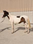 Male 2 ans BWP