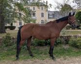 Mare Hanoverian For sale 2015 Bay