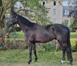 Hongre hanovrien de dressage - 5 ans