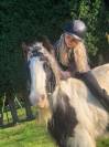 Jument irish cob pie noir et blanc 