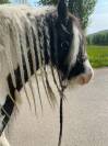 Jument irish cob pie noir et blanc 